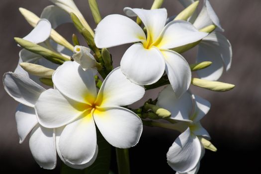 Frangipane flower in Zanzibar on a sunny day