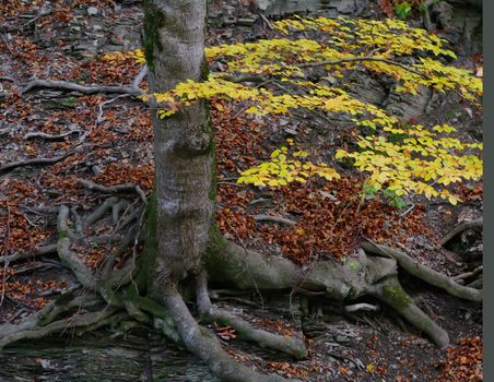 A tree showing its roots and colorful leaves