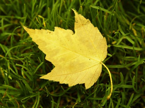 Bright yellow leaf on the green grass
