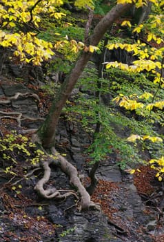 Crawling tree with colorful leaves, on a rockside