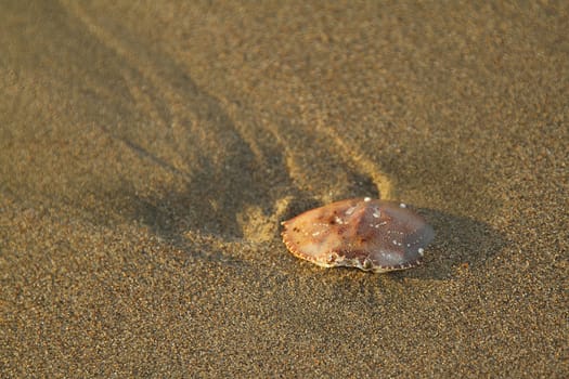 Empty crab shell on the sand of a beach
