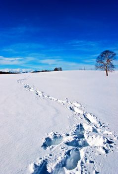 Traces on snow. Winter path