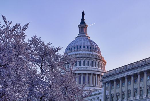 Brightly lit dawn sky behind the illuminated dome of the Capitol in Washington DC with Cherry Blossoms in the foreground