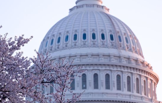 Brightly lit dawn sky behind the illuminated dome of the Capitol in Washington DC with Cherry Blossoms in the foreground