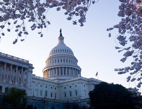 Capitol building in Washington DC illuminated early in the morning with cherry blossoms framing the dome of the building