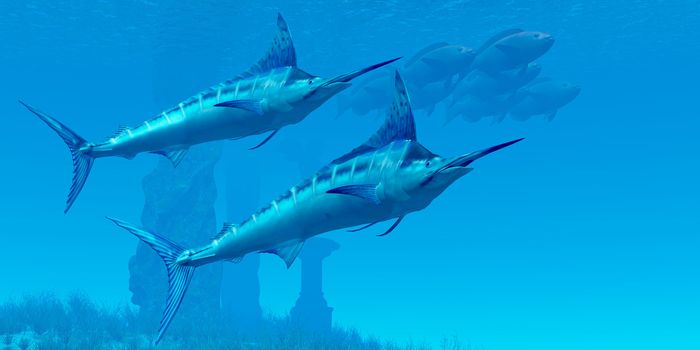 Two sleek Blue Marlins swim close to a school of fish near some ocean ruins.