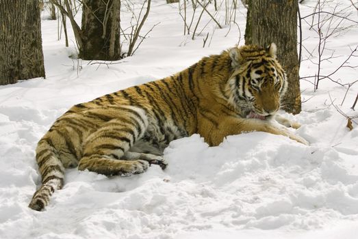 tiger in center of the rehabilitation animal