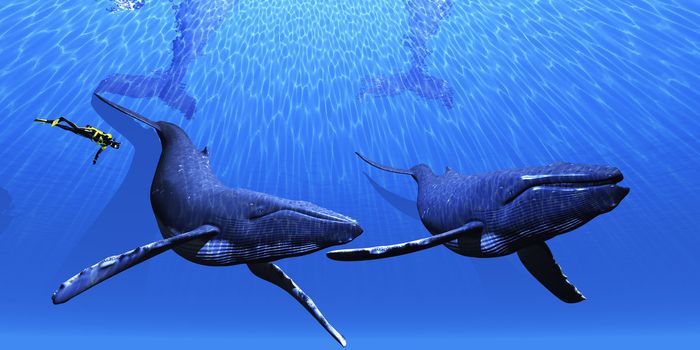 A scuba diver approaches two Humpback whales in a clear blue ocean.