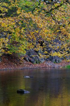 A steam in a forest, with a colorful reflection