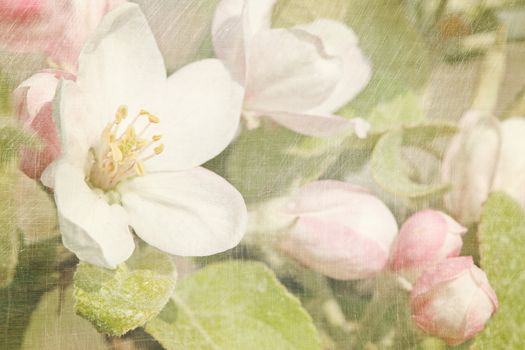 Closeup of apple blossoms in early