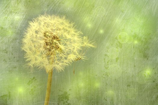 Closeup of dandelion against a green background 