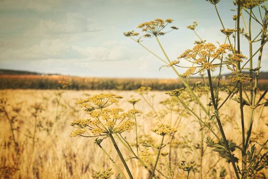 Late summer field of wild dill with vintage look