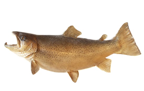A male brown trout in his fall spawning colors