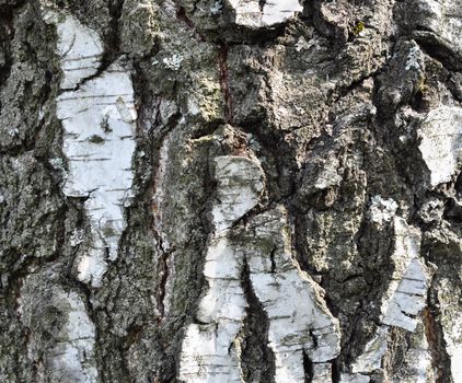Nature image, wood, fragment of a bark of a tree birch
