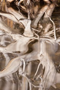 Abstract of weathered old trees in beaver pond reflected on rippled surface.