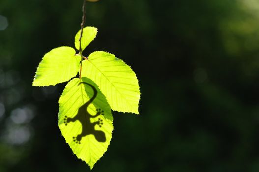 gecko shadow on green leaf texture showing nature concept with copyspace