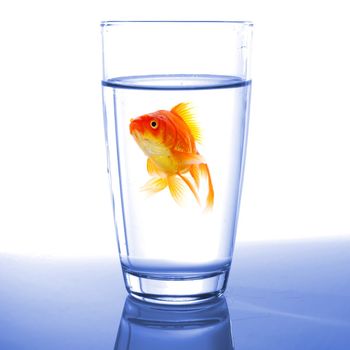 goldfish in cocktail drink glass and water showing bar flee free or jail concept