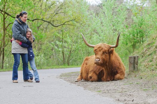 Mom and daughter for a walk in a national park in Holland watching Highland Bull