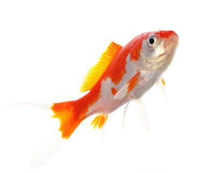single goldfish animal isolated on white background