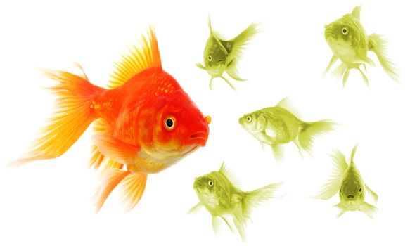 standing out of the crowd concept with individual successful goldfish