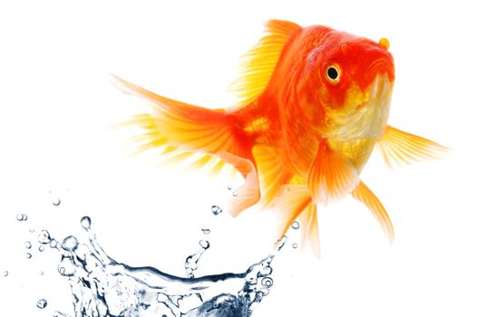 goldfish jumping showing escape success or freedom concept