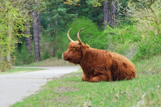 Kyloe Highland Bull Cow Cattle Scottish Breed