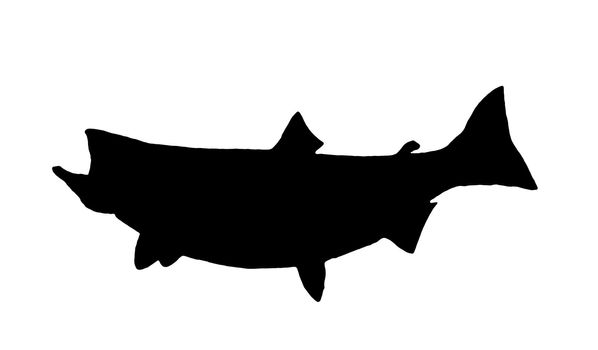 A Silhouette of a Great Lakes Chinook (King) Salmon