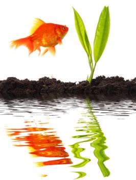 goldfish and young plant showing growth or nature concept