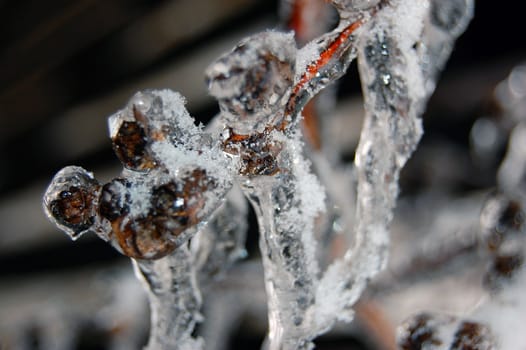 Branch covered with ice