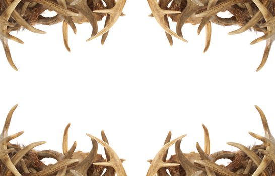 A background / border with whitetail deer antlers dressing the corners