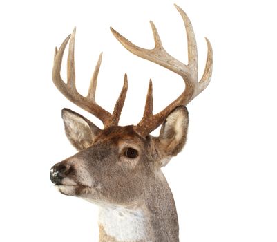 A closeup of a whitetail deer looking towards the left