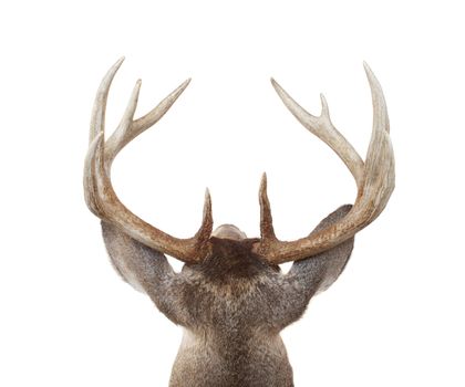 Looing at a Whitetail buck from above and behind