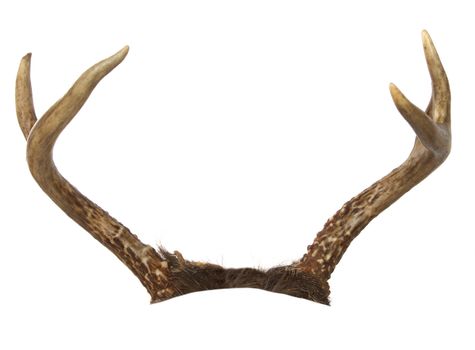 Forked antlers from a whitetail deer isolated on white.  Cropped so they can be placed on an another animal.
