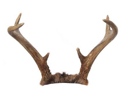 Whitetail Deer Buck Antlers (6 Points) isolated on White.  Cropped so they can easily be placed on the animal of your choice!