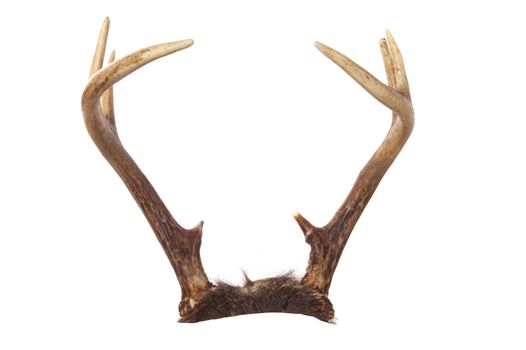 A set of whitetail deer antlers isolated on white that you can easily add to your favorite animal.  Great for putting on pets or rabbits (jackalope)!