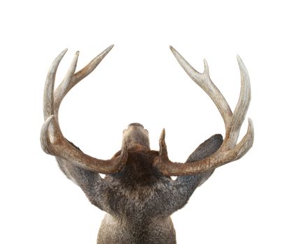 View of a Whitetail Deer Buck Head from Above Isolated on White