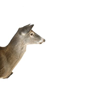 An Isolated Whitetail Doe Deer Head Profile With Ad Space