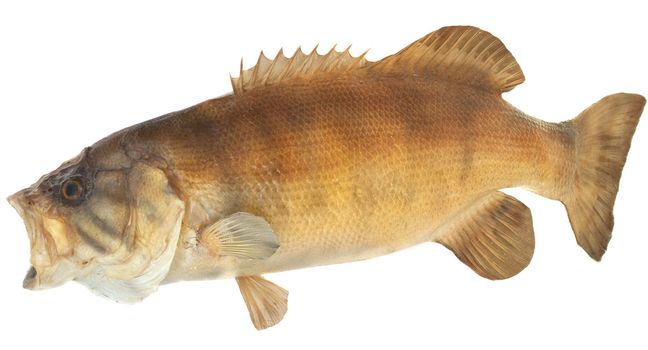 Side view of a large smallmouth bass mouth open to catch a meal.