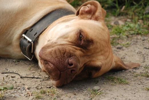 Missing dog lying on the earth.