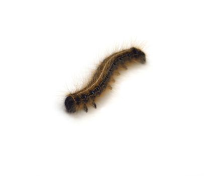 Macro of a Malacosoma americanum also known as a tent caterpillar