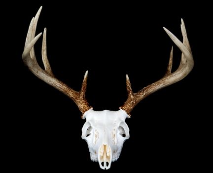 A head on view of a european deer mount
