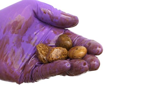 Oil clean up worker with a hand full of covered rocks