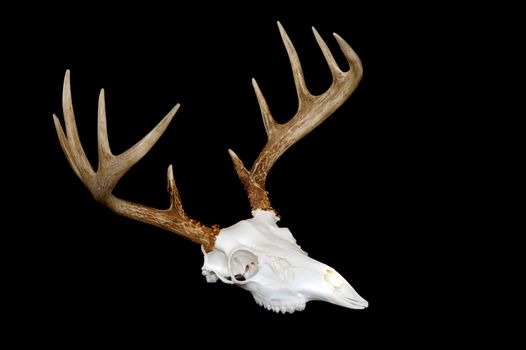 An angled view of a european deer mount