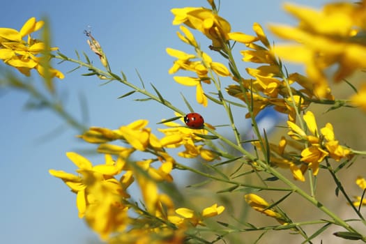 Organic texture of wild yellow flowers close up. Beetle ladybird in the center