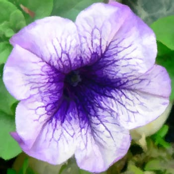 a close up of a beautiful purple petunia.