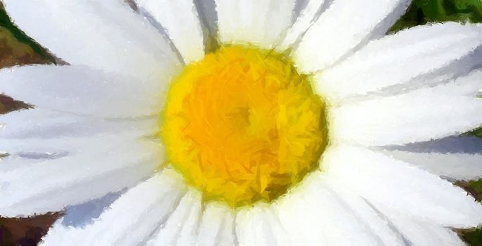 a close up of a beautiful white daisy.