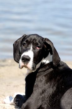 Great Dane puppy at the beach.