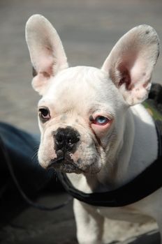 French bulldog with a brown and blue eye.