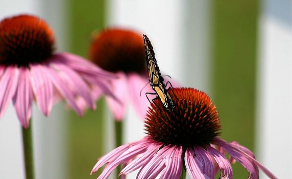 Butterfly resting it's wings on a daffodill