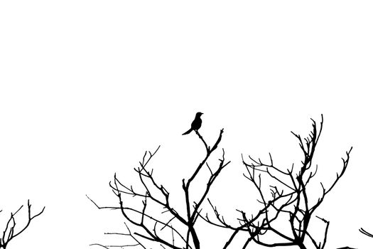 Silhouette of a bird on top of branches with white background